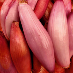 Shallot (banana) Seeds Simiane