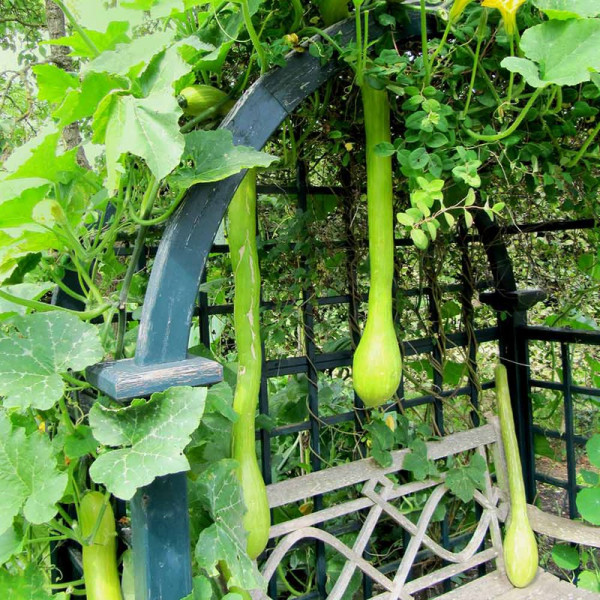 Buy Squash Seeds Tromboncino Online - Plant Seeds