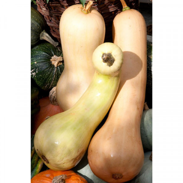 Buy Squash Seeds Tahiti Melon Online - Plant Seeds