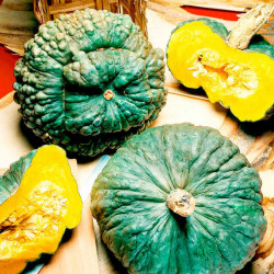 Squash Seeds Marina Di Chioggia