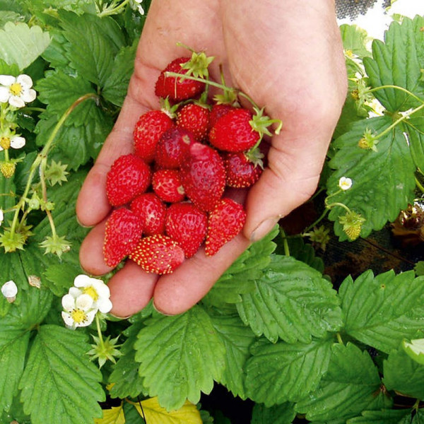 Buy Strawberry Seeds Regina Online - Plant Seeds Buy Strawberry Seeds Regina Online - Plant Seeds