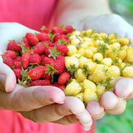 Strawberry Seeds Red & White Wild Mix