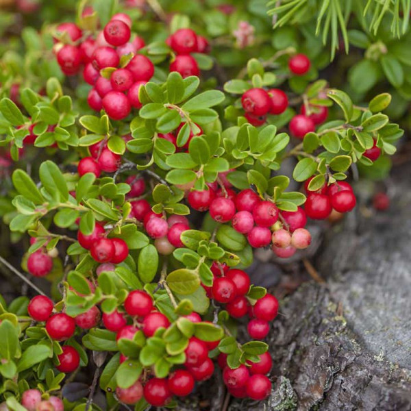 Buy Mountain Cranberry Seeds Online - Plant Seeds Buy Mountain Cranberry Seeds Online - Plant Seeds