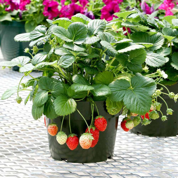 Buy Strawberry Seeds F1 Temptation Online - Plant Seeds