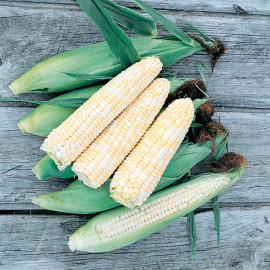 Sweet Corn Seeds Double Standard