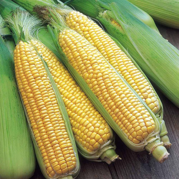 Buy Sweet Corn Seeds F1 Swift Online - Plant Seeds