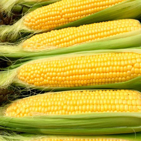 Buy Sweet Corn Seeds Moonshine F1 Online - Plant Seeds