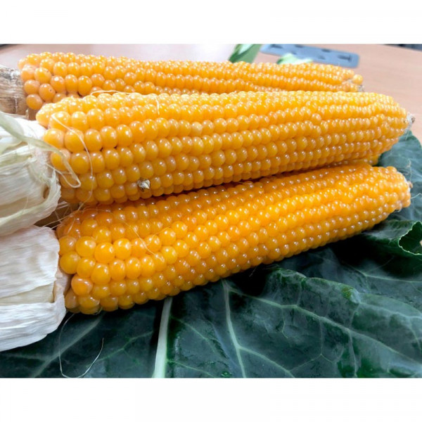 Buy Sweet Corn Seeds Snobaby F1 Online - Plant Seeds