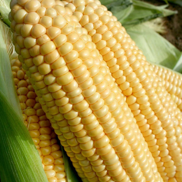 Buy Sweet Corn Seeds F1 Goldcrest Online - Plant Seeds