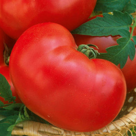 Tomato Seeds Faworyt