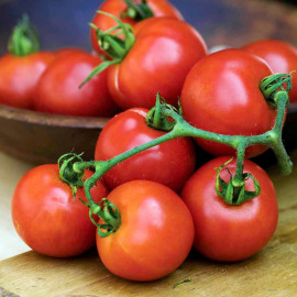 Tomato Seeds Summer Frolic