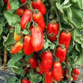 Tomato Seeds San Marzano 2