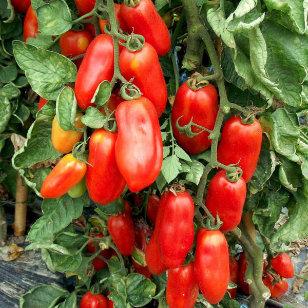 Buy Tomato Seeds San Marzano 2 Online - Plant Seeds