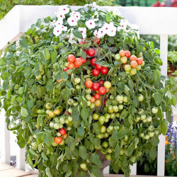 Tomato Seeds Cherry Falls