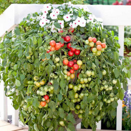 Tomato Seeds Cherry Falls