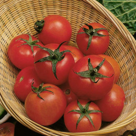Tomato Seeds Tamina
