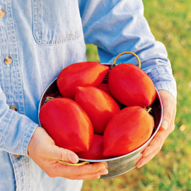 Tomato Seeds Super Sauce F1