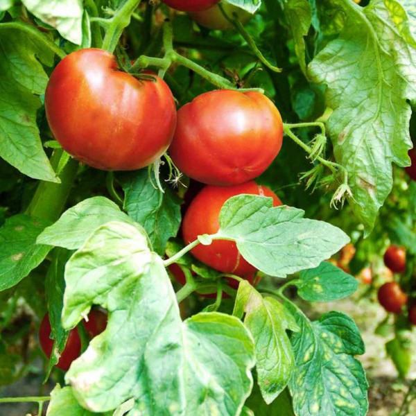 Buy Tomato Seeds F1 Big League Online - Plant Seeds