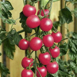 Tomato Seeds F1 Pink Baby Plum