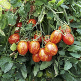 Tomato Seeds F1 Firecracker