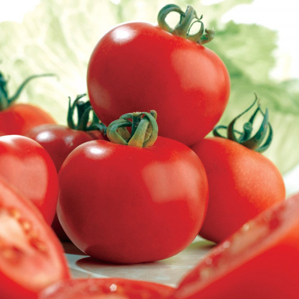Buy Tomato Seeds Ailsa Craig Online - Plant Seeds