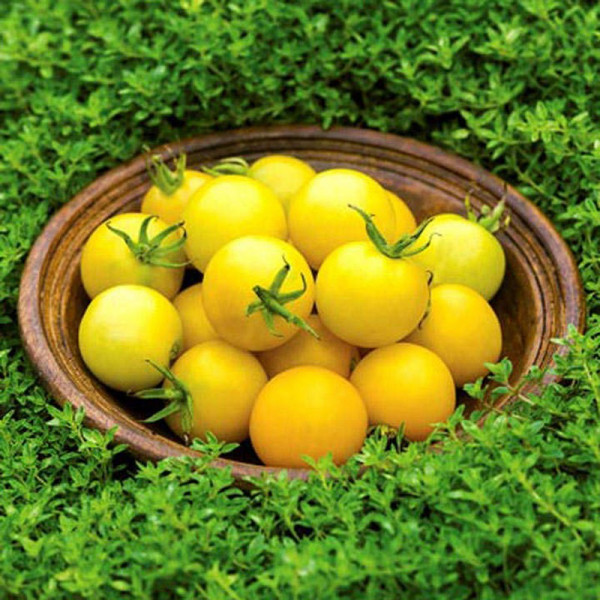 Buy Tomato Seeds Honey Delight F1 Online - Plant Seeds