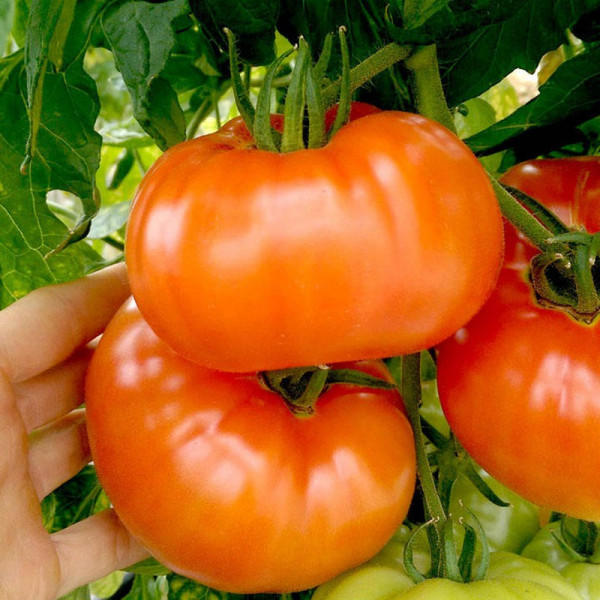 Buy Tomato Seeds Heinz 1350 Online - Plant Seeds