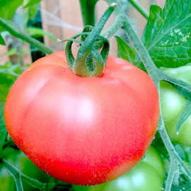 Tomato Seeds Heinz 1370