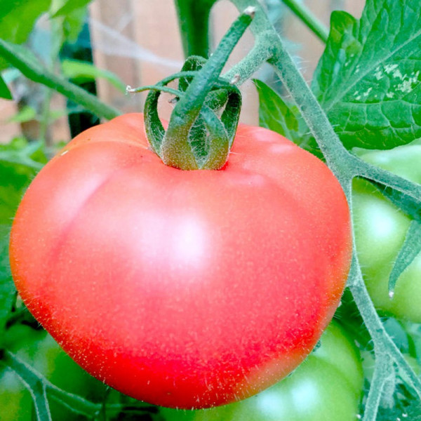 Buy Tomato Seeds Heinz 1370 Online - Plant Seeds