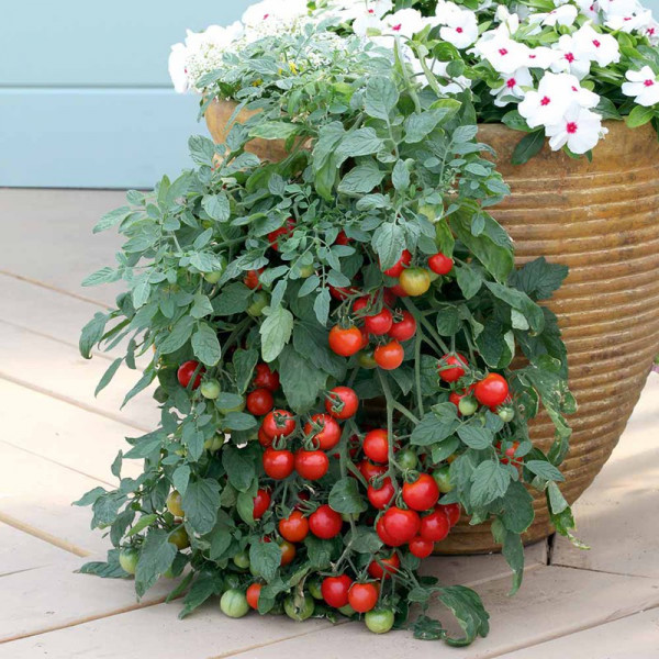 Buy Tomato Seeds Tumbling Tom Red Online - Plant Seeds Buy Tomato Seeds Tumbling Tom Red Online - Plant Seeds