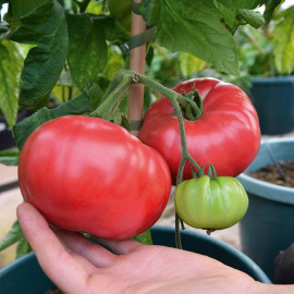 Tomato Seeds F1 Crimson Blush