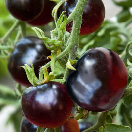 Tomato Indigo Rose Seeds the Black Tomato