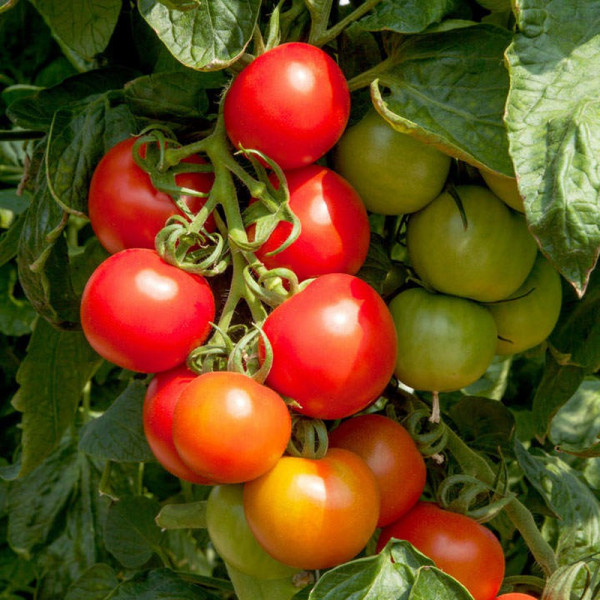 Buy Tomato Seeds Crimson Cocktail F1 Online - Plant Seeds