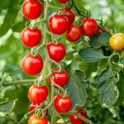 Tomato Seeds Crimson Cherry F1