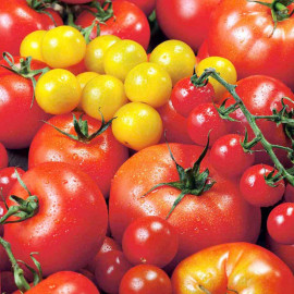 Tomato Seeds Summer Sensation Mix