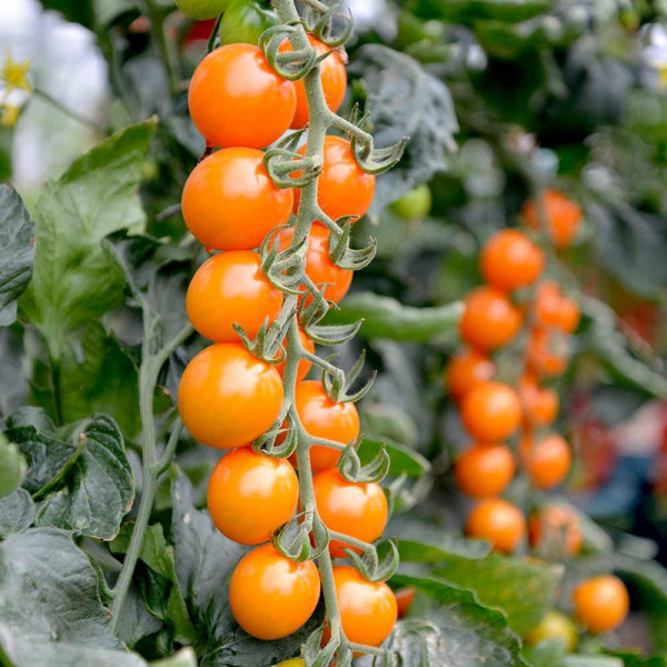 Buy Tomato Seeds F1 Honeycomb Online - Plant Seeds