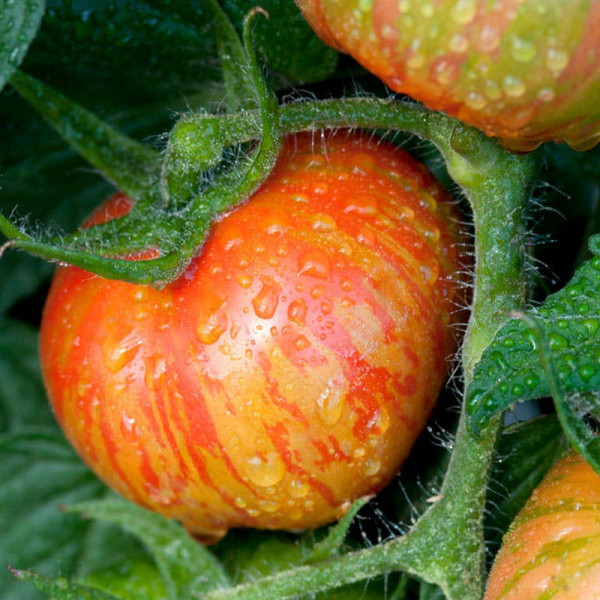 Buy Tomato Seeds Red Zebra Online - Plant Seeds