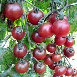 Tomato Seeds Rosella