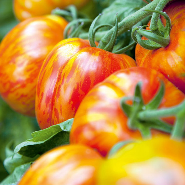 Buy Tomato Seeds Striped Stuffer Online - Plant Seeds
