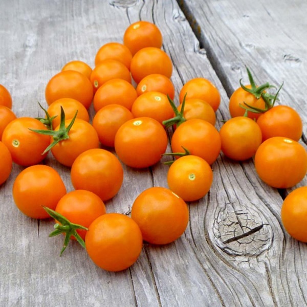 Buy Tomato Seeds F1 Sungold Online - Plant Seeds