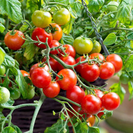Tomato Seeds F1 Tumbling Bella (terenzo)