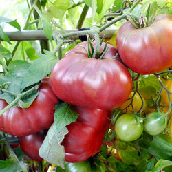 Tomato Seeds F1 Brandy Boy