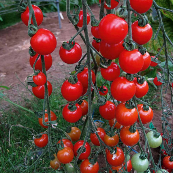 Buy Tomato Seeds Sweet Aperitif Online - Plant Seeds
