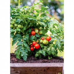 Tomato Seeds Veranda Red F1