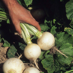 Turnip Seeds Snowball