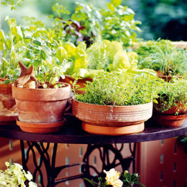 Herb Seed Collection