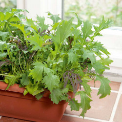 Speedy Veg Seed Leaf Salad Winter Mix
