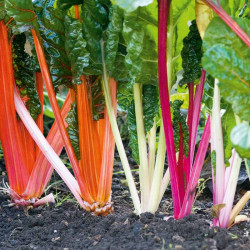 Seed Tape Chard Rainbow