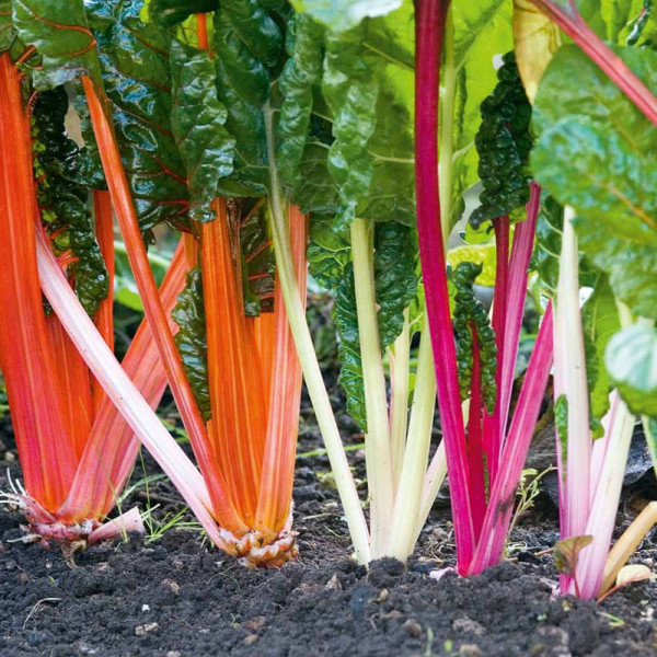 Buy Seed Tape Chard Rainbow Online - Plant Seeds