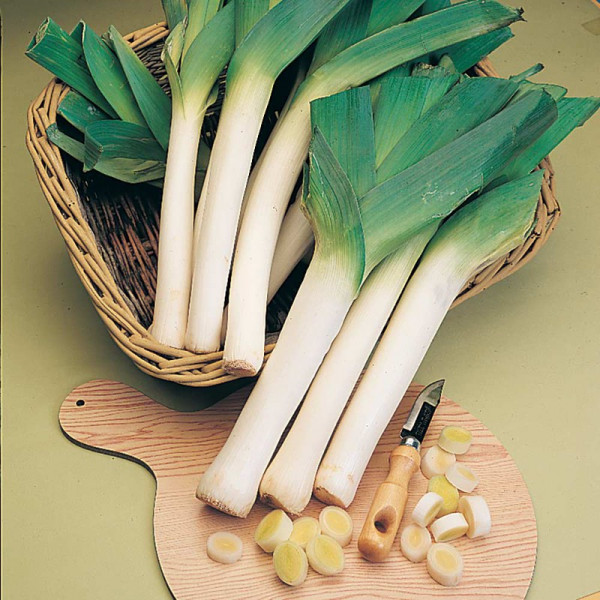 Buy Seed Tape Leeks Online - Plant Seeds